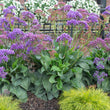 Load image into Gallery viewer, LIMONIUM PEREZII BLUE [SZ:14CM POT]
