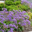 Load image into Gallery viewer, LIMONIUM PEREZII BLUE [SZ:14CM POT]
