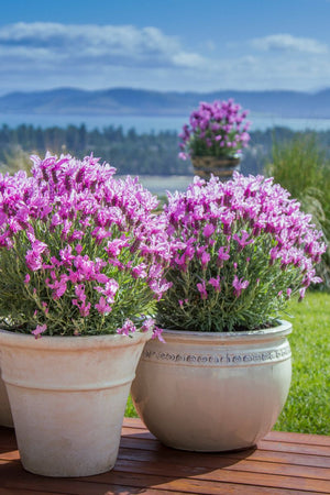 LAVANDULA THE PRINCESS LAVENDER