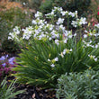 Load image into Gallery viewer, AGAPANTHUS SILVER BABY [SZ:14CM POT]
