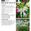 Load image into Gallery viewer, AGAPANTHUS SILVER BABY [SZ:14CM POT]
