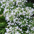 Load image into Gallery viewer, AGAPANTHUS SILVER BABY [SZ:14CM POT]
