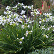 Load image into Gallery viewer, AGAPANTHUS SILVER BABY [SZ:14CM POT]
