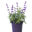 Load image into Gallery viewer, SALVIA SANTA BARBARA [SZ:14CM POT]
