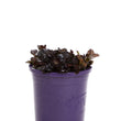 Load image into Gallery viewer, AJUGA BLACK SCALLOP [SZ:14CM POT]
