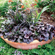 Load image into Gallery viewer, AJUGA BLACK SCALLOP [SZ:14CM POT]
