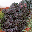 Load image into Gallery viewer, AJUGA BLACK SCALLOP [SZ:14CM POT]
