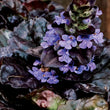 Load image into Gallery viewer, AJUGA BLACK SCALLOP [SZ:14CM POT]
