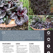 Load image into Gallery viewer, AJUGA BLACK SCALLOP [SZ:14CM POT]
