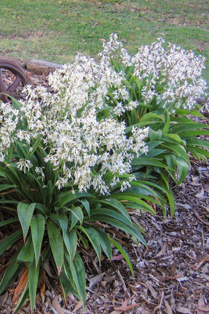 ARTHROPODIUM TE PUNA