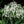 Load image into Gallery viewer, ARTHROPODIUM TE PUNA
