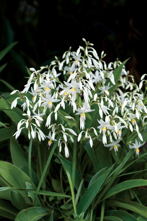 ARTHROPODIUM TE PUNA