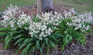 ARTHROPODIUM TE PUNA