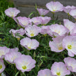 Load image into Gallery viewer, OENOTHERA TWILIGHT 14CM [SZ:14CM POT]
