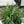 Load image into Gallery viewer, LIRIOPE MONROE WHITE
