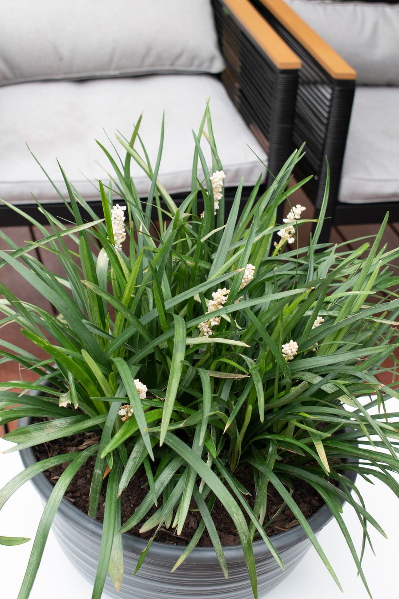 LIRIOPE MONROE WHITE