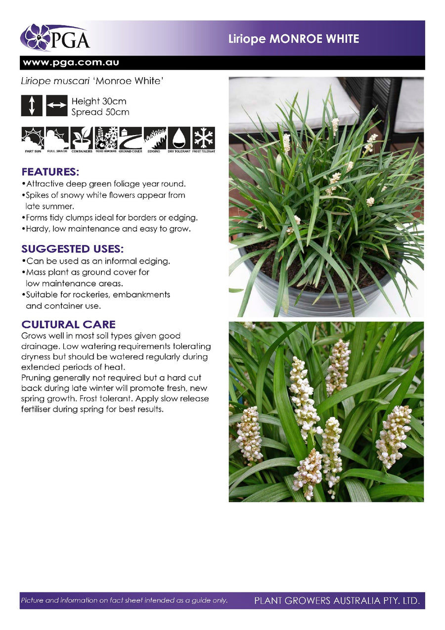 LIRIOPE MONROE WHITE
