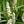 Load image into Gallery viewer, LIRIOPE MONROE WHITE
