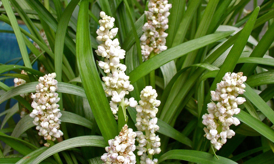 LIRIOPE MONROE WHITE