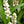 Load image into Gallery viewer, LIRIOPE MONROE WHITE
