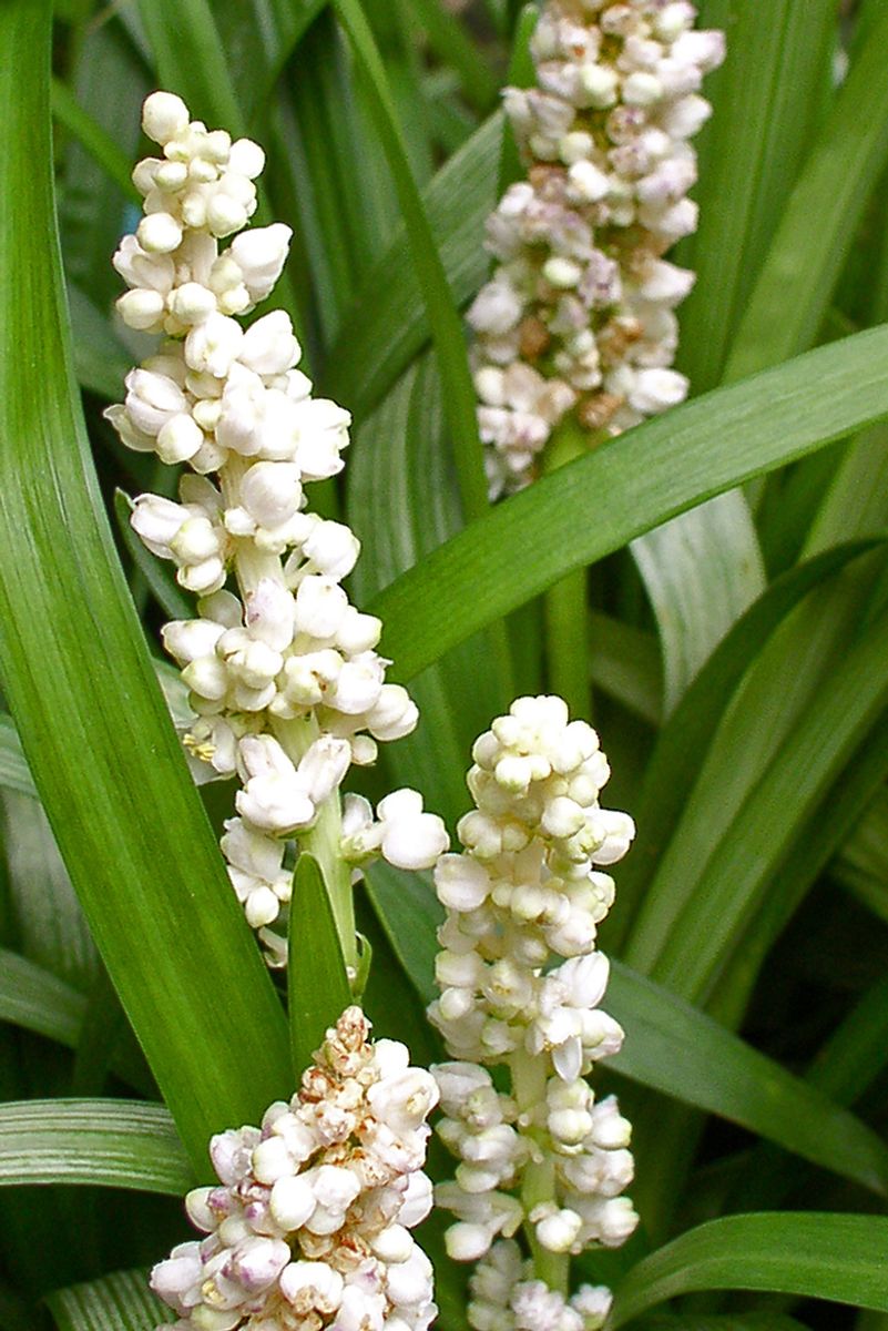 LIRIOPE MONROE WHITE