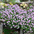 Load image into Gallery viewer, THYMUS PINK BUTTONS [SZ:14CM POT]

