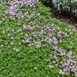 Load image into Gallery viewer, THYMUS PINK BUTTONS [SZ:14CM POT]

