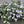 Load image into Gallery viewer, CONVOLVULUS TWO MOONS [SZ:14CM POT]
