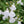 Load image into Gallery viewer, SALVIA HEATWAVE GLARE [SZ:14CM POT]
