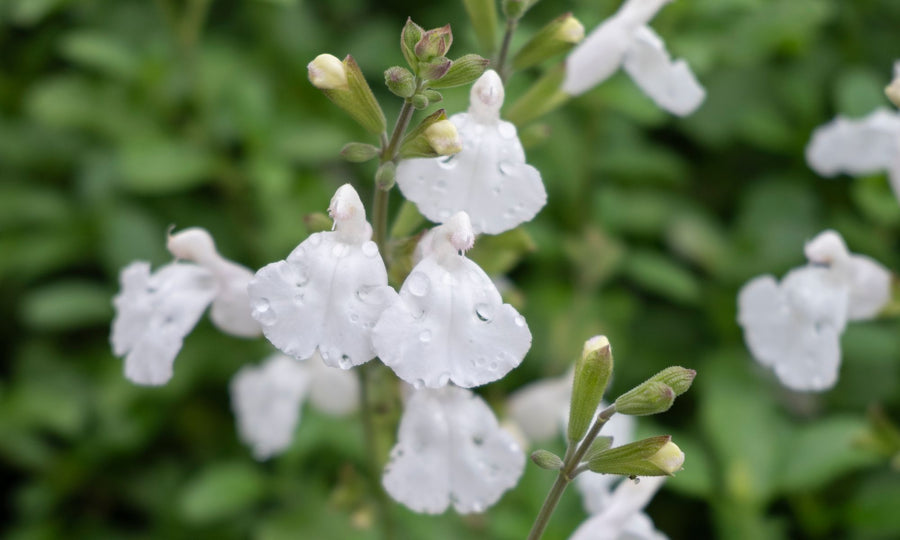 SALVIA HEATWAVE GLARE [SZ:14CM POT]