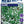 Load image into Gallery viewer, SALVIA HEATWAVE GLARE [SZ:14CM POT]
