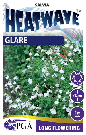 SALVIA HEATWAVE GLARE [SZ:14CM POT]