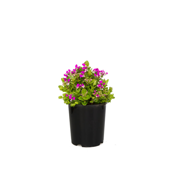 POLYGALA LITTLE BIBBI [SZ:14CM POT]