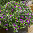 Load image into Gallery viewer, POLYGALA LITTLE BIBBI [SZ:14CM POT]
