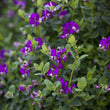 Load image into Gallery viewer, POLYGALA LITTLE BIBBI [SZ:14CM POT]
