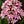 Load image into Gallery viewer, ESCALLONIA PINK ELLE [SZ:14CM POT]

