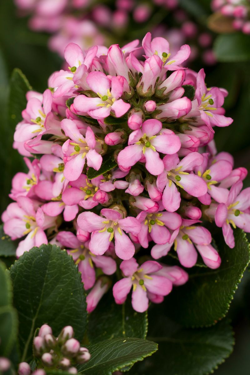 ESCALLONIA PINK ELLE [SZ:14CM POT]