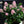 Load image into Gallery viewer, ESCALLONIA PINK ELLE [SZ:14CM POT]
