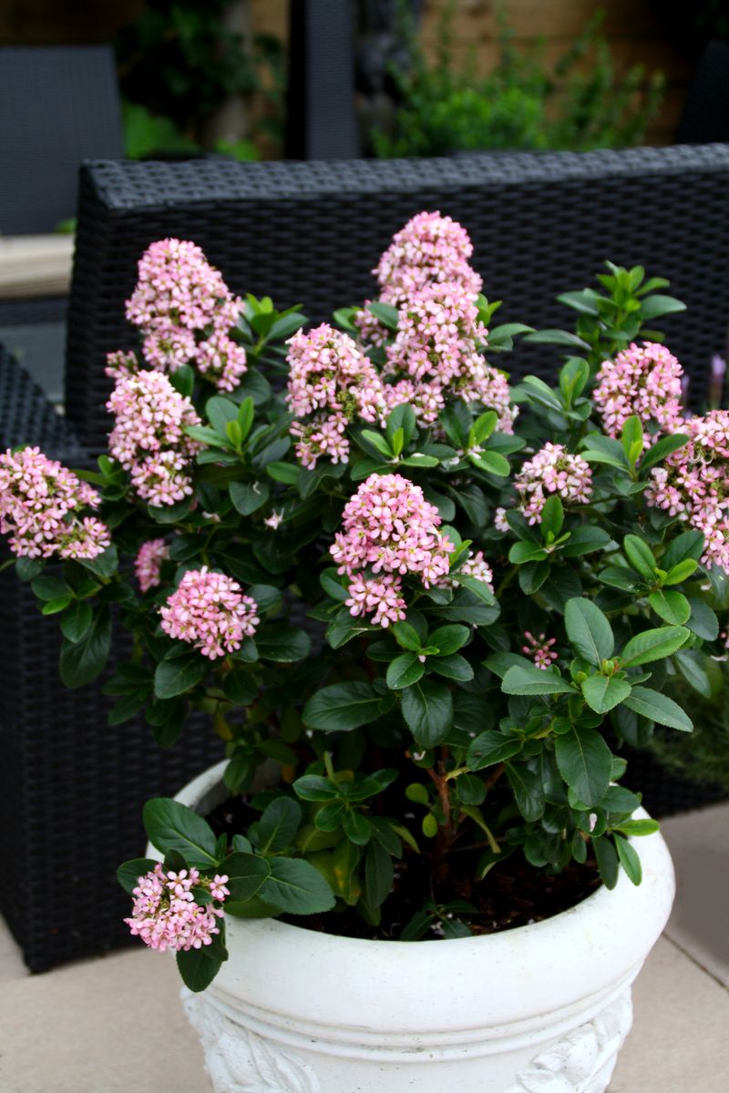 ESCALLONIA PINK ELLE [SZ:14CM POT]