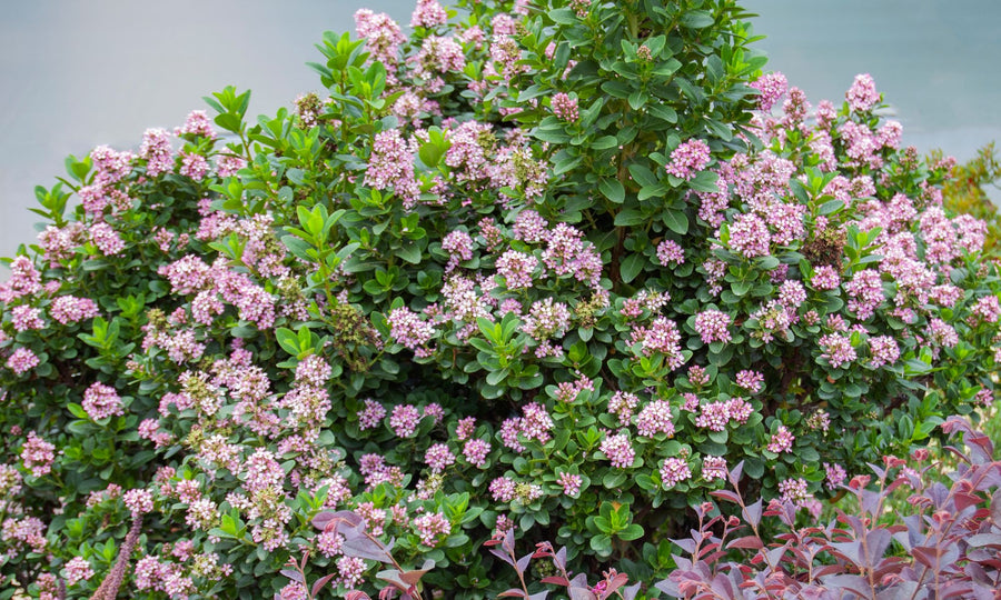 ESCALLONIA PINK ELLE [SZ:14CM POT]