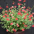 Load image into Gallery viewer, SALVIA HOT LIPS [SZ:14CM POT]
