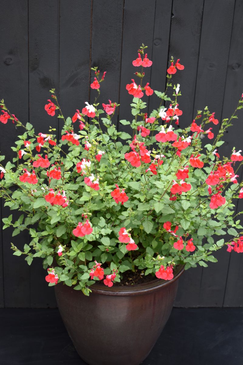 lips plant pot SALVIA HOT LIPS – Honeysuckle Garden