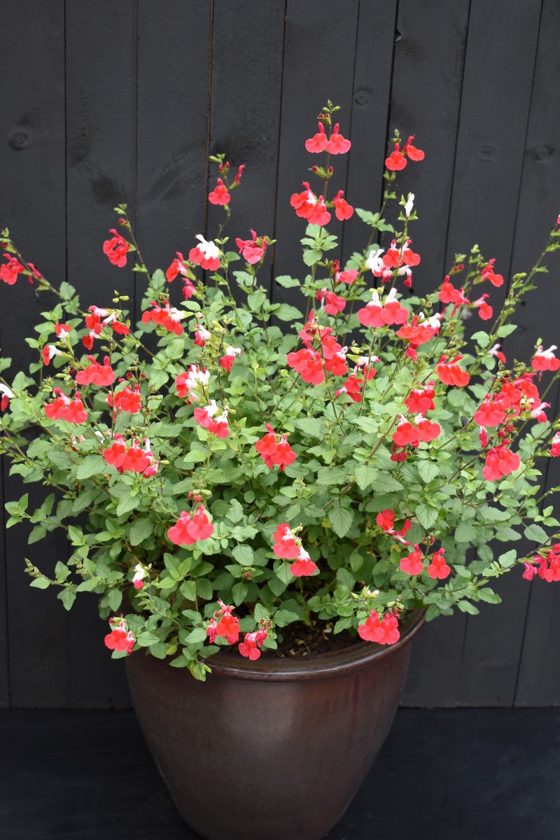 SALVIA HOT LIPS [SZ:14CM POT]