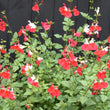 Load image into Gallery viewer, SALVIA HOT LIPS [SZ:14CM POT]
