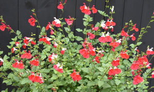 SALVIA HOT LIPS [SZ:14CM POT]