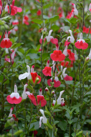 SALVIA HOT LIPS [SZ:14CM POT]