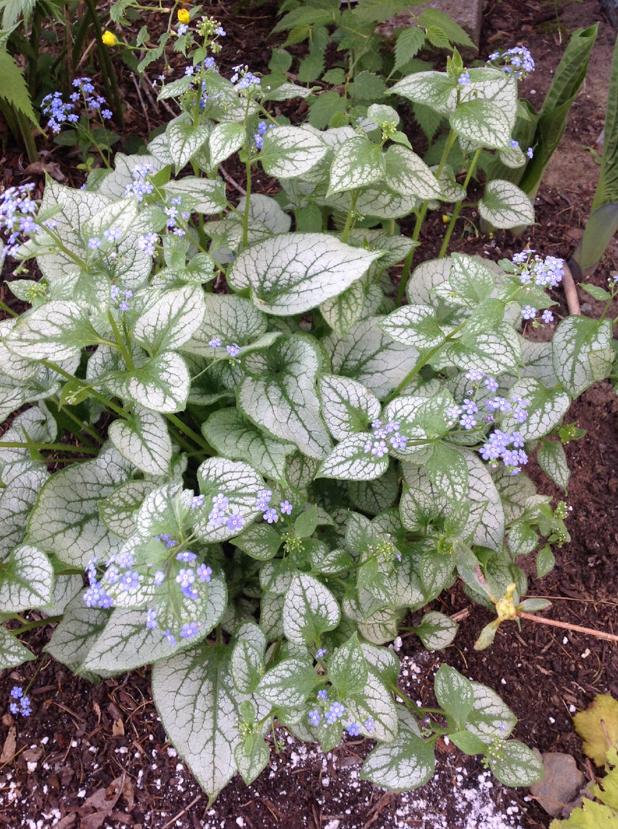 BRUNNERA SILVER HEART