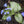 Load image into Gallery viewer, BRUNNERA SILVER HEART
