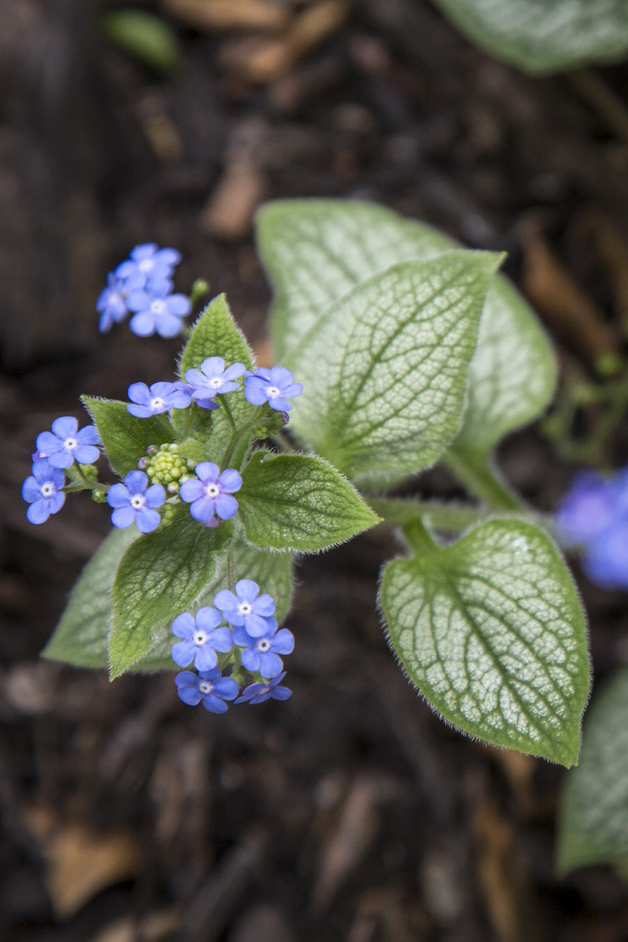 BRUNNERA SILVER HEART