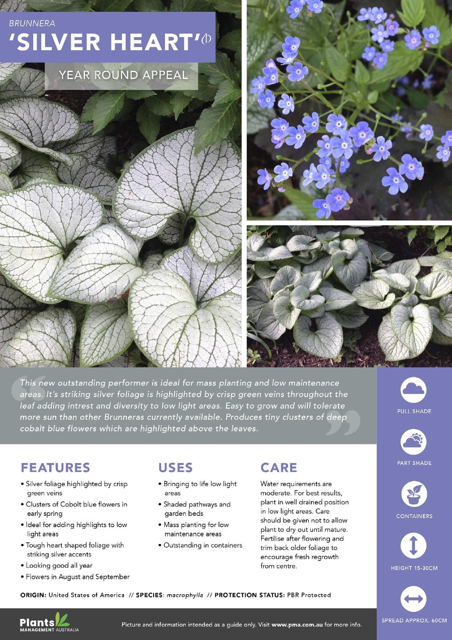 BRUNNERA SILVER HEART